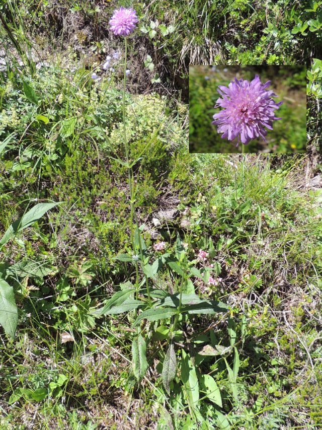 Knautia dipsacifolia ?